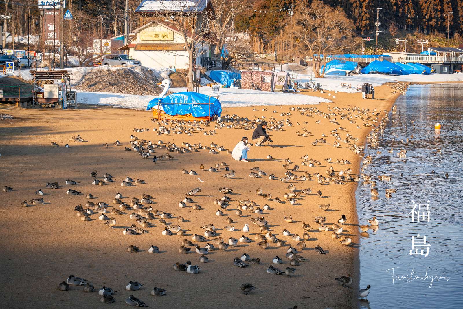 【福島】豬苗代湖｜冬季整片湖畔的野鴨和天鵝，遠從西伯利亞來的候鳥