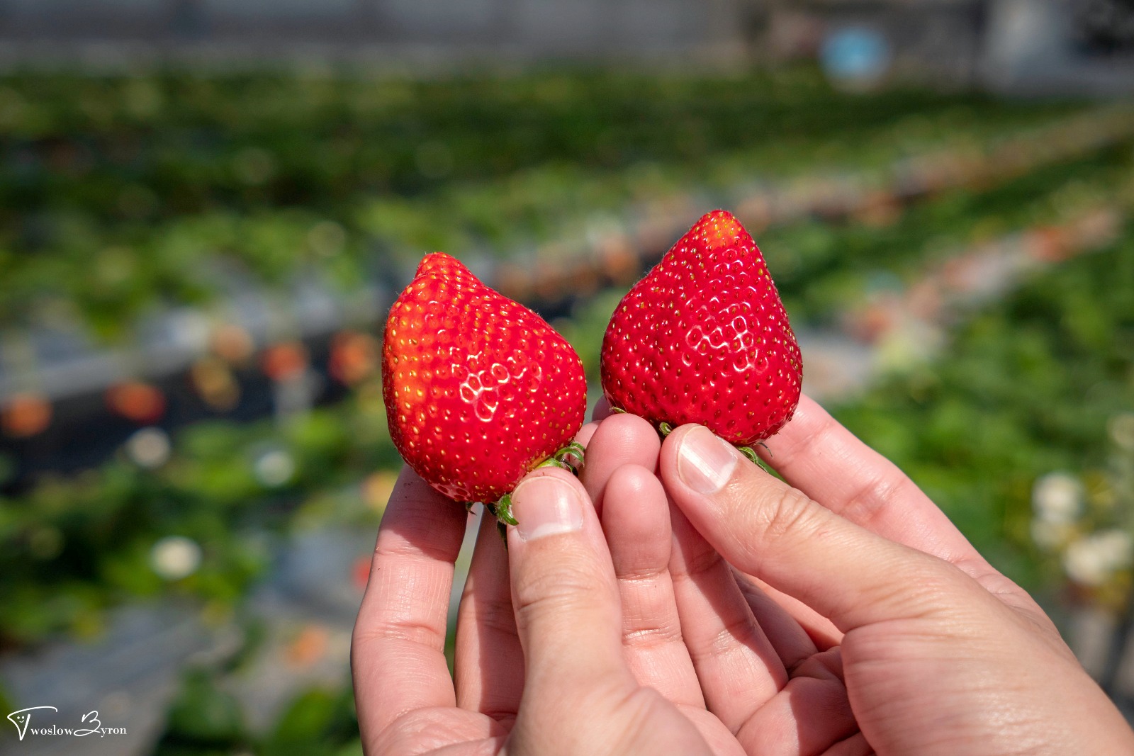 【山形】寒河江草莓園｜30分鐘￥2000草莓放題，七種草莓吃到飽